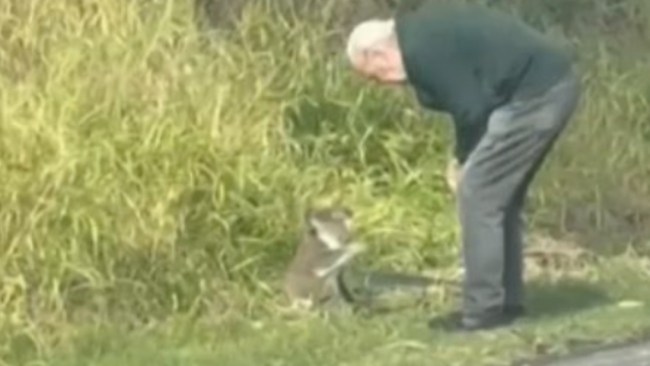'I'm trying to help him': Hilarious moment 82-year-old Australian tells off koala after saving the adventurous critter from a busy road