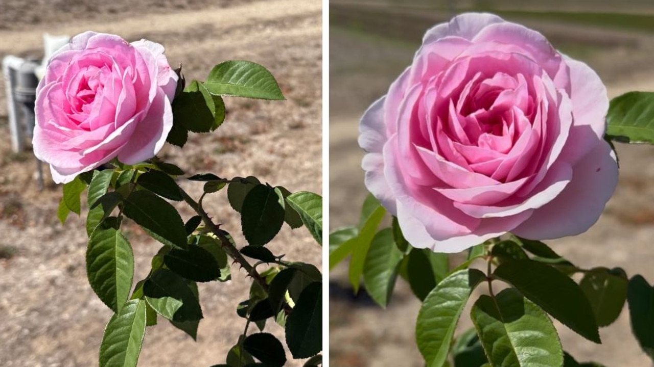 Beauty Diary: Inside Jurlique farm where ‘rare' Aussie rose grows
