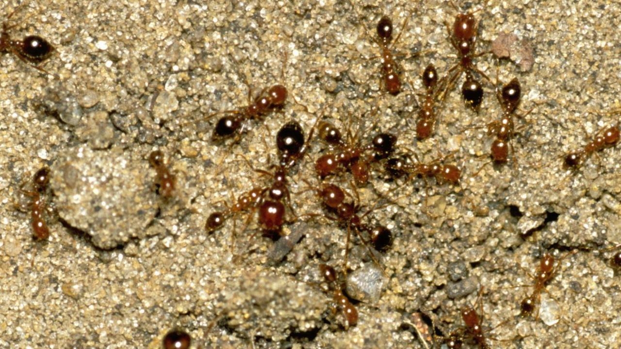 Invasive fire ants nests found in southeast Queensland