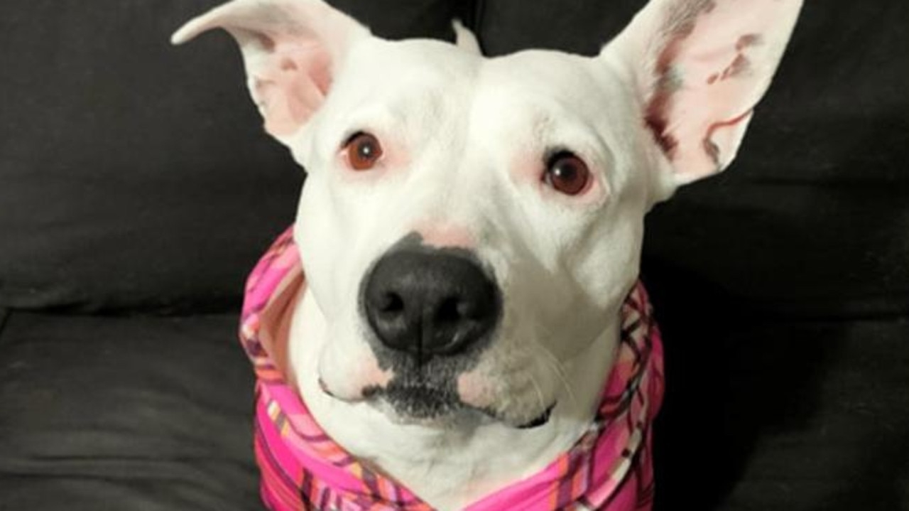 Five-year-old Staffordshire Bull terrier cross Morticia found safe after theft