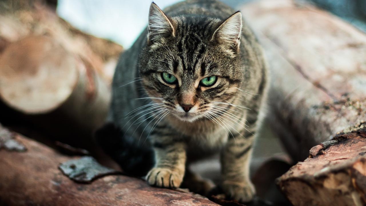 NSW parliament inquiry falls short of calling for cat containment