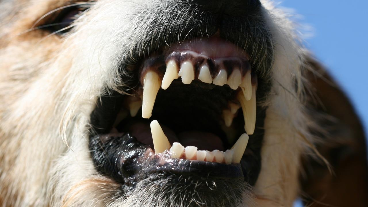 Paramedics rush 5yo girl to hospital after dog attack in Chifley, Sydney