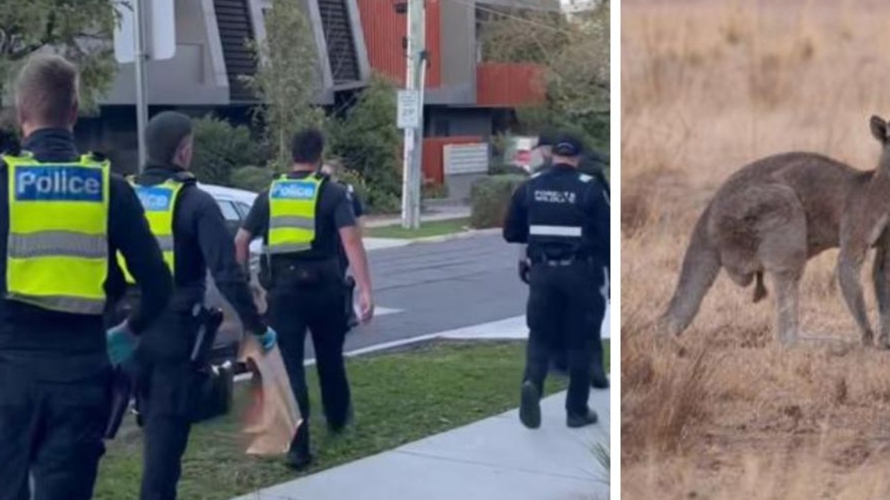 Two men charged for allegedly running down kangaroo with car in Melbourne suburb