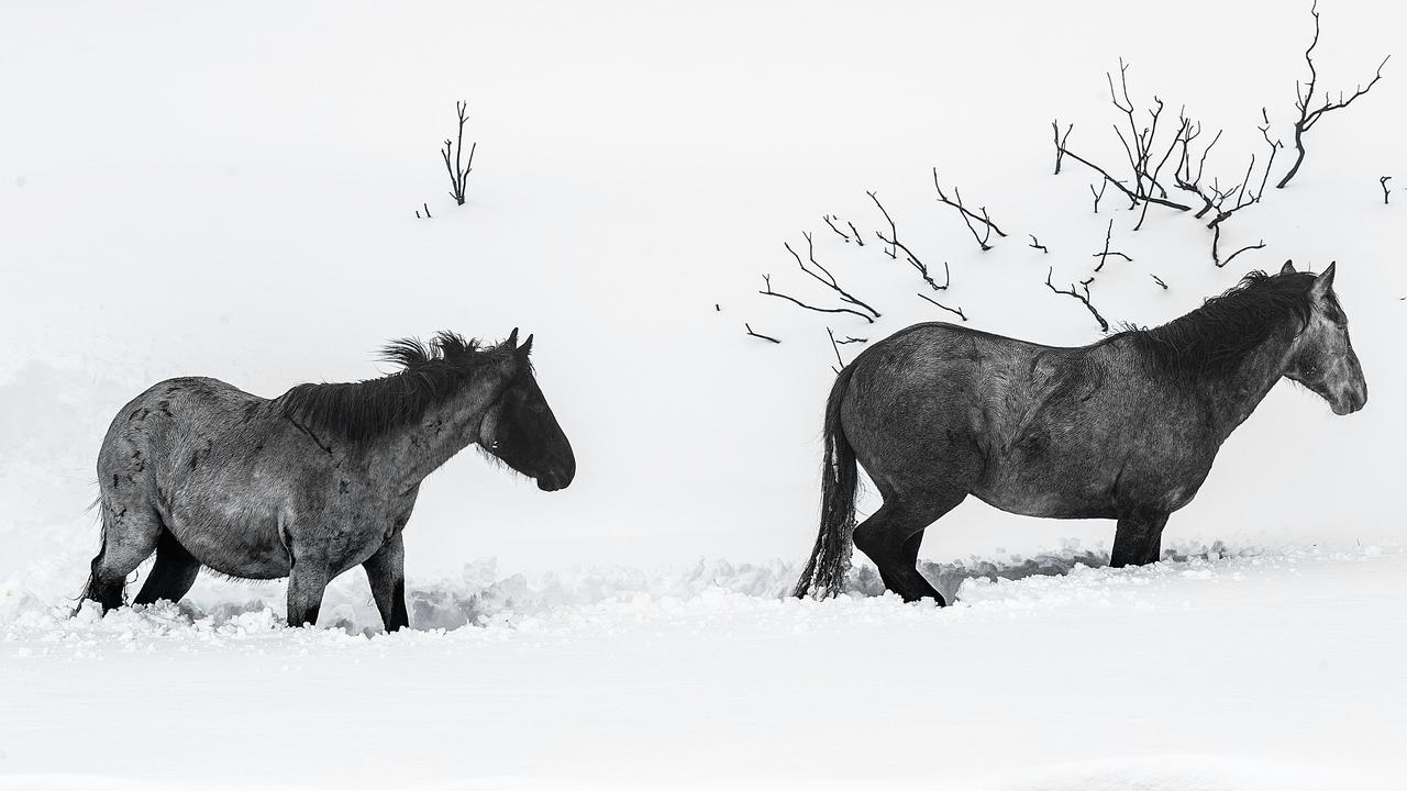 NSW Bill protecting Snowy Mountains brumbies could be repealed in new push
