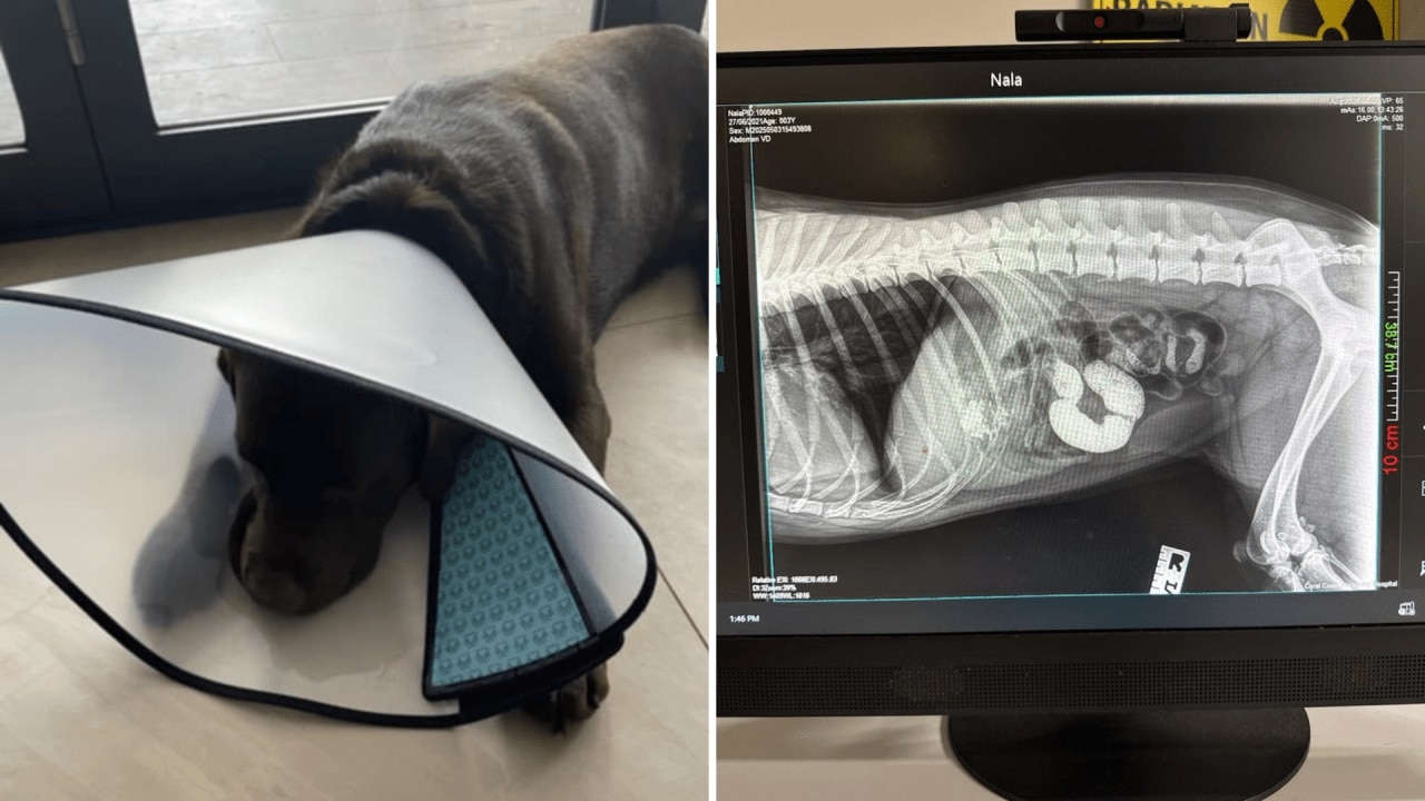 Expert's warning to pet owners: the new deadly ‘trend' in dogs