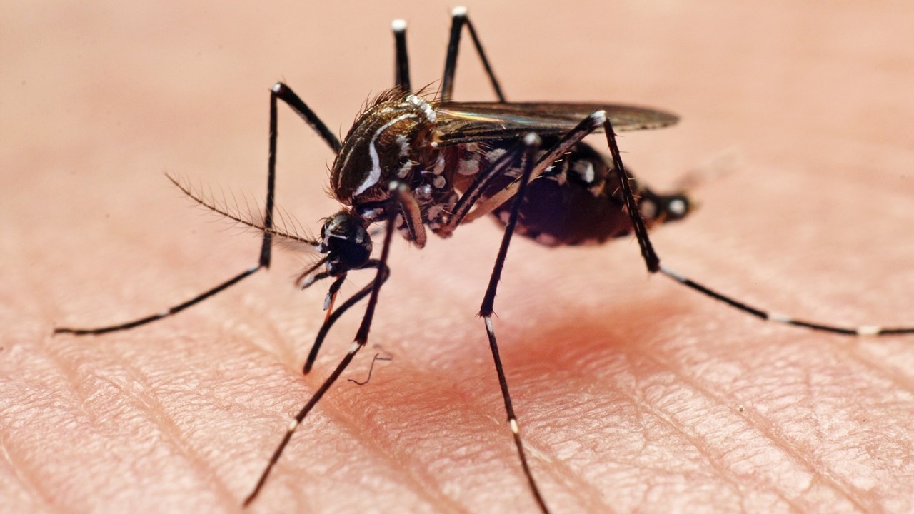 Dengue surges as climate change bites but one Aussie drug trial has slapped symptoms