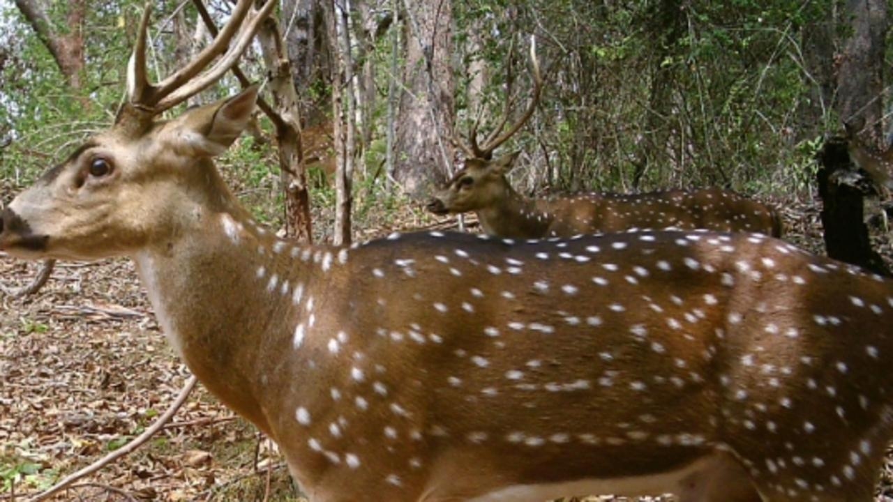 ‘Taxpayer-funded propaganda unit': Hunting Bill slammed as parliament inquiry gets under way