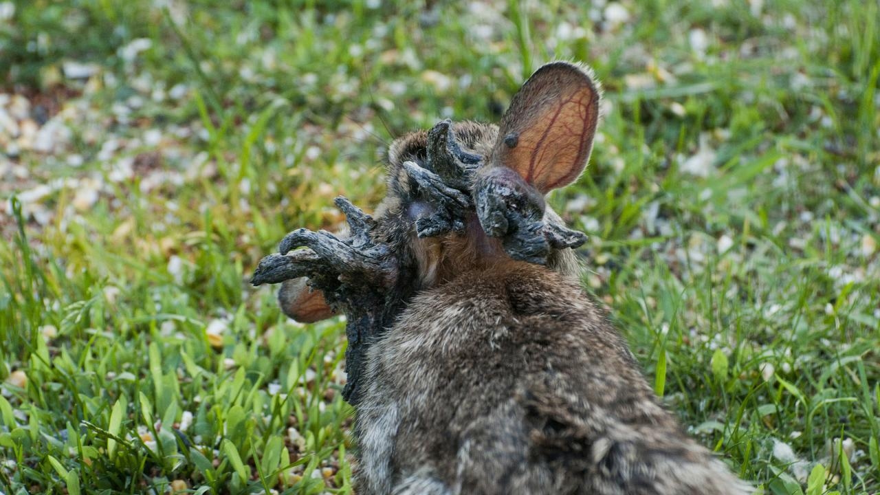 Nightmare virus is causing tentacle-like growths on rabbits in the US
