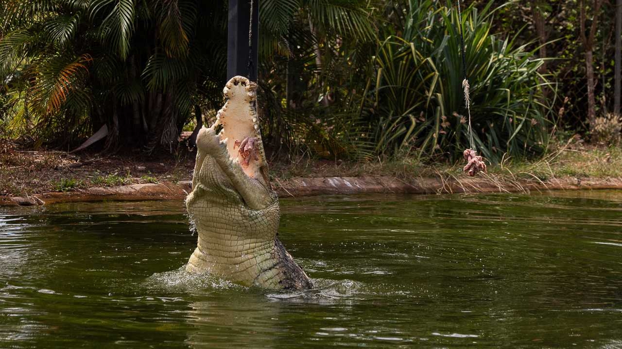 Speckles the psychic crocodile sinks his teeth into 2025 election by predicting who will be Australia's next Prime Minister