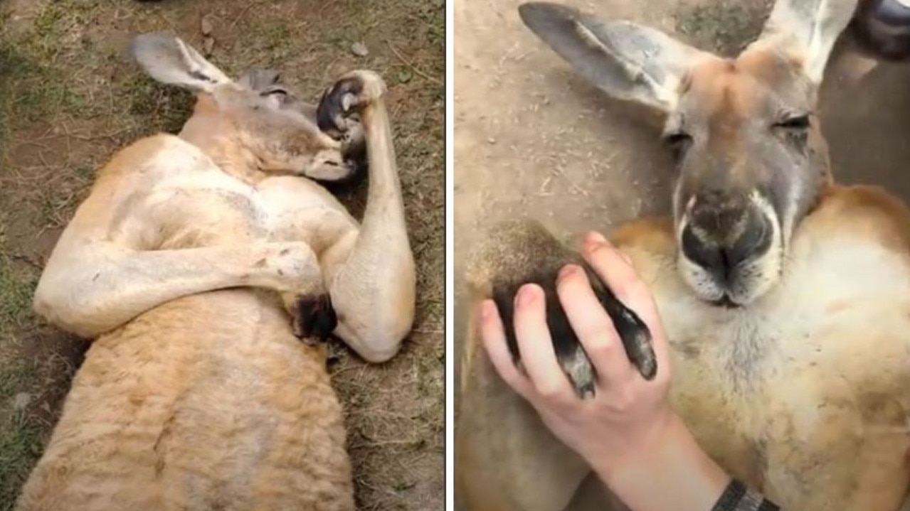 Shock footage of a kangaroo in a Chinese zoo has sparked concern