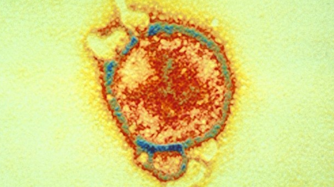 ‘Critical implications' for public health after 20 new bat viruses found in China