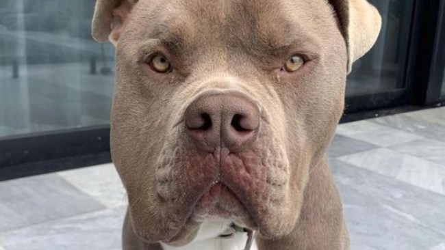 Tones and I charged by her local council after the Aussie popstar's American bulldog savagely killed neighbour's Cavoodle