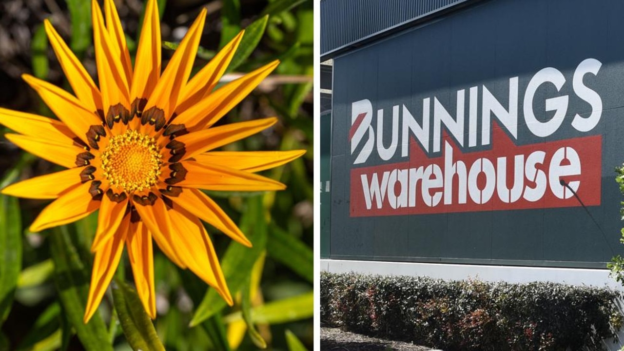 La Trobe researchers warn gazania garden plant sold at Bunnings is ‘highly invasive'