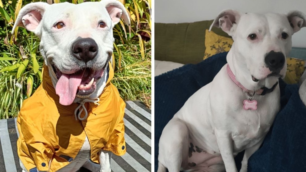 Distressing moment dog stolen from dad on walk by group of youths