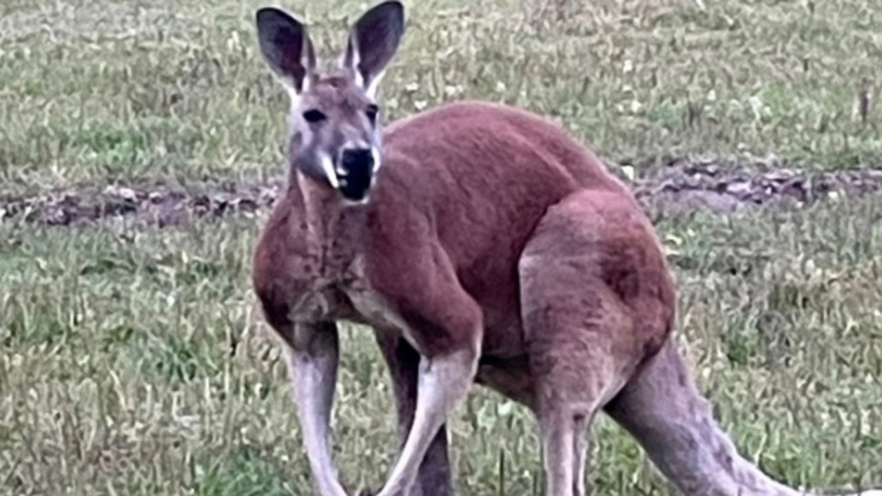 ‘Not aggressive': Petting zoo worker killed after ‘rough-housing' with kangaroo