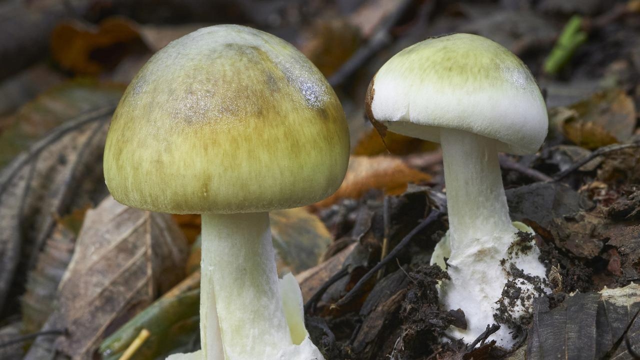 Residents warned after toxic mushrooms detected