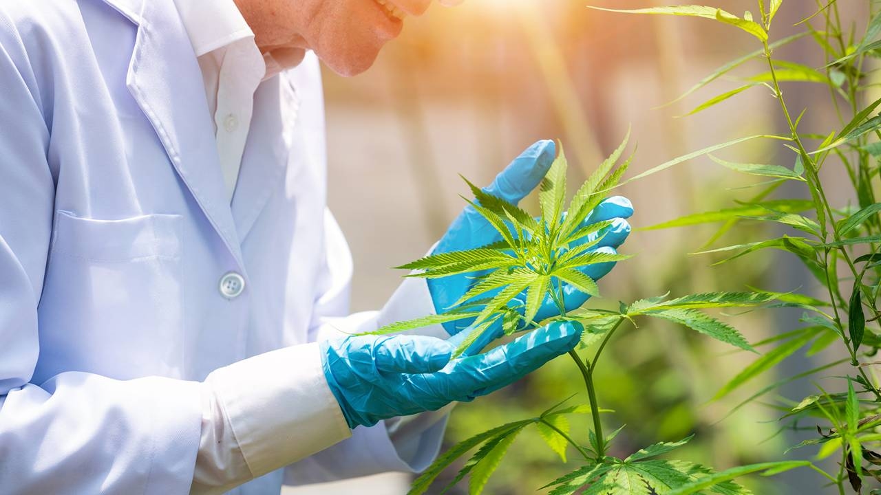 Case study backs Argent's cannabinoid for epilepsy