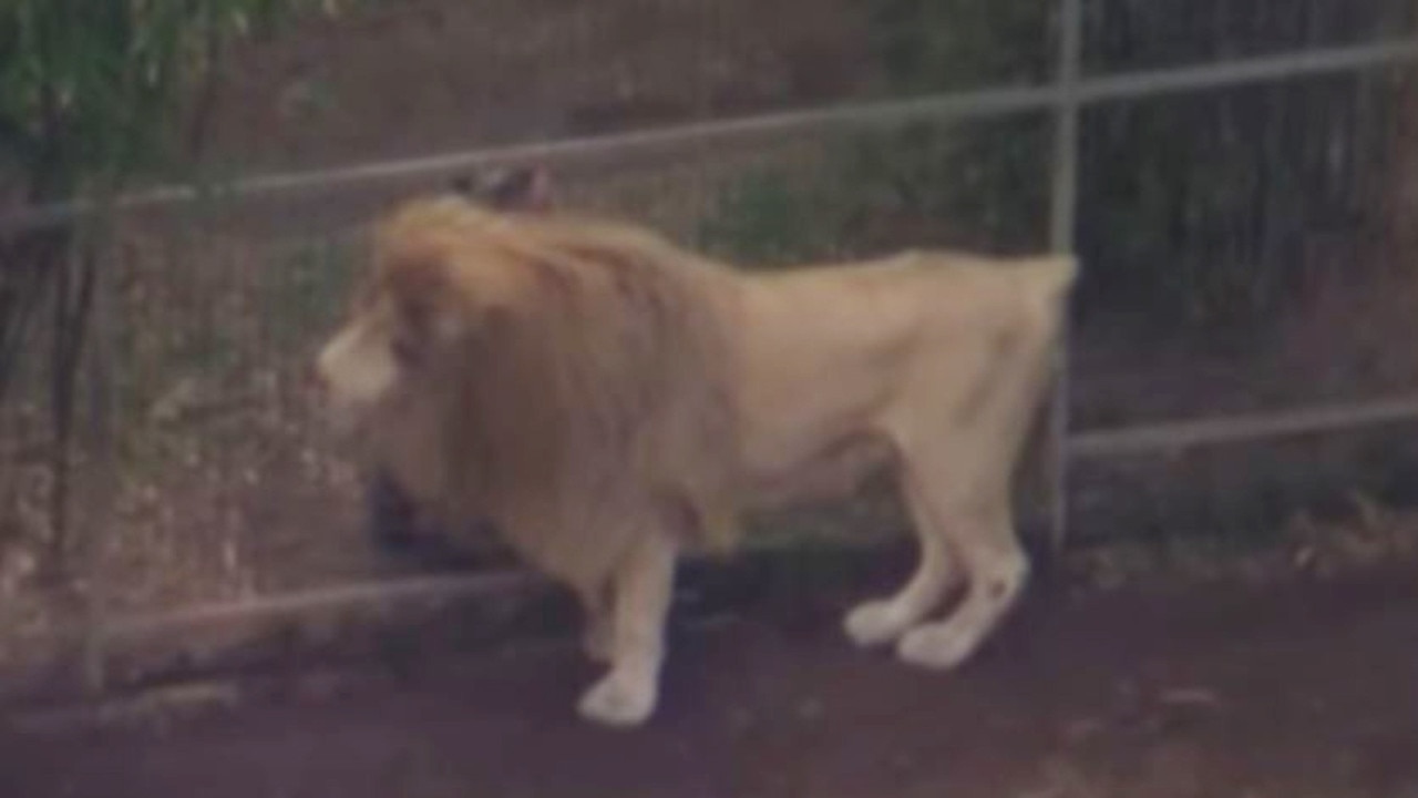 Big cat expert offers terrifying theory behind what might have triggered lion's attack on woman in Darling Downs zoo