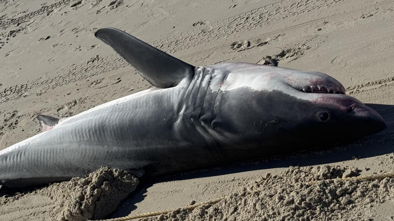 ‘Pretty sick': Horror as fourth great white shark washes up on Adelaide beach
