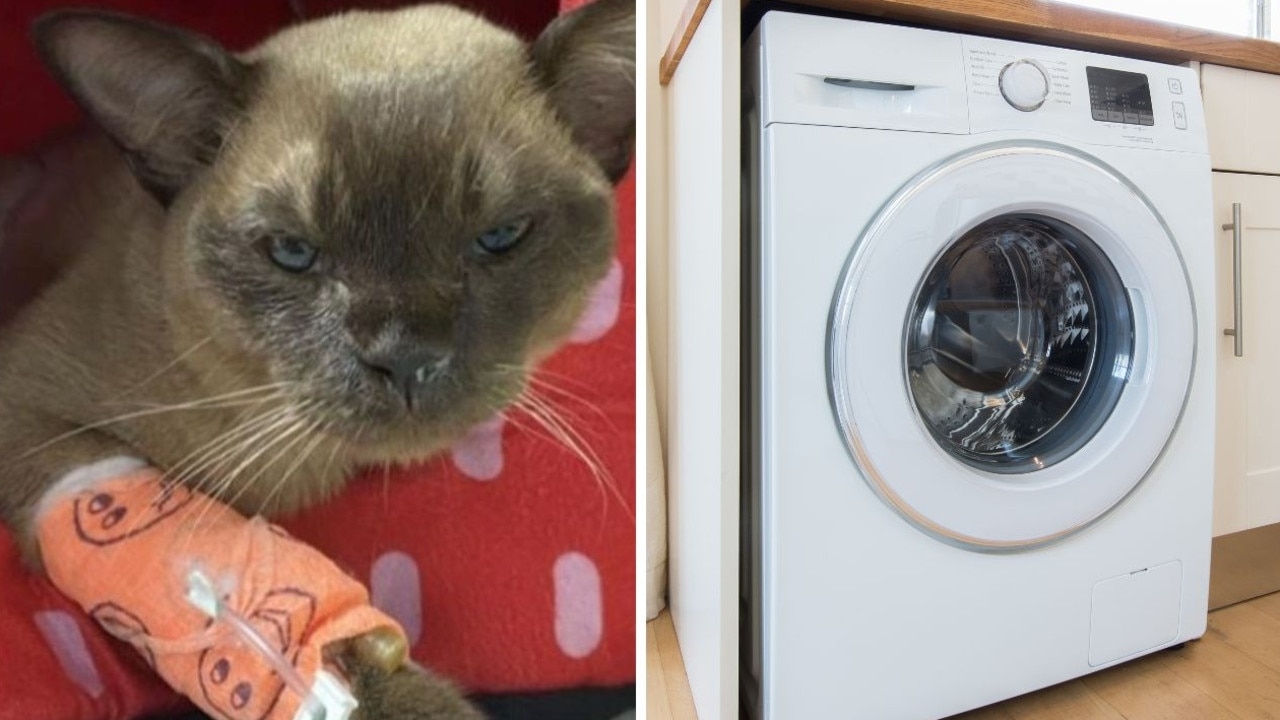 Aussie cat survives 1hr washing machine cycle