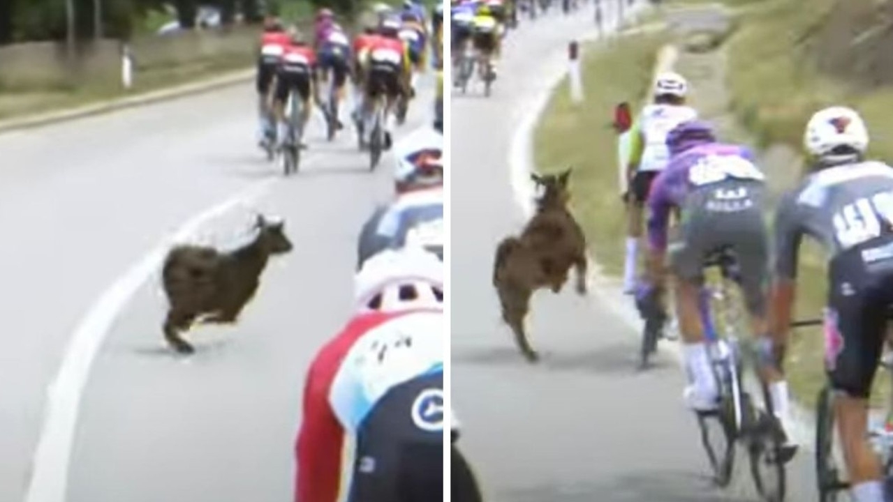 Cycling stunned by rogue attack on rider in Giro d'Italia