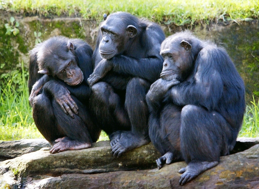 Alpha males are rare among our fellow primates: scientists