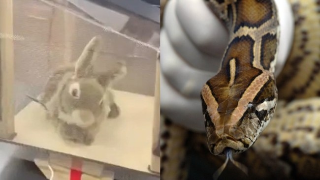 Florida deploys furry robot rabbits to fight invasive Burmese python overpopulation