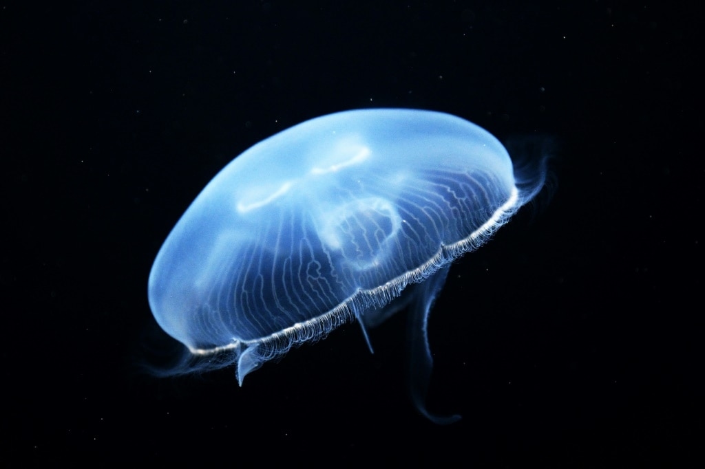 Jellyfish force French nuclear plant shutdown