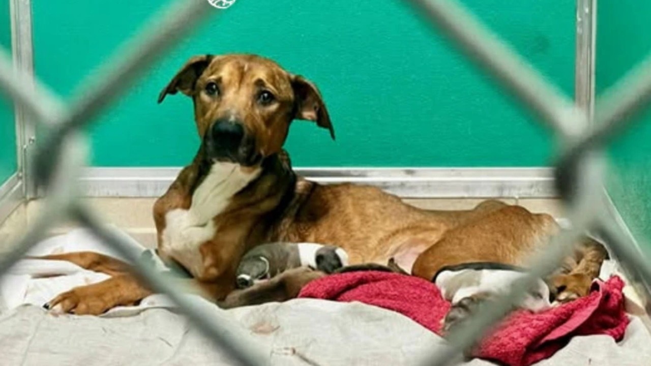 Animal welfare crisis unfolds in Geelong as woman surrenders 67 malnourished and injured dogs, sparking statewide rescue operation