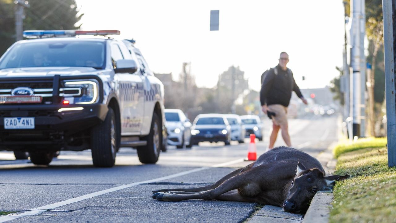 Deer rammed and killed on suburban road in Melbourne