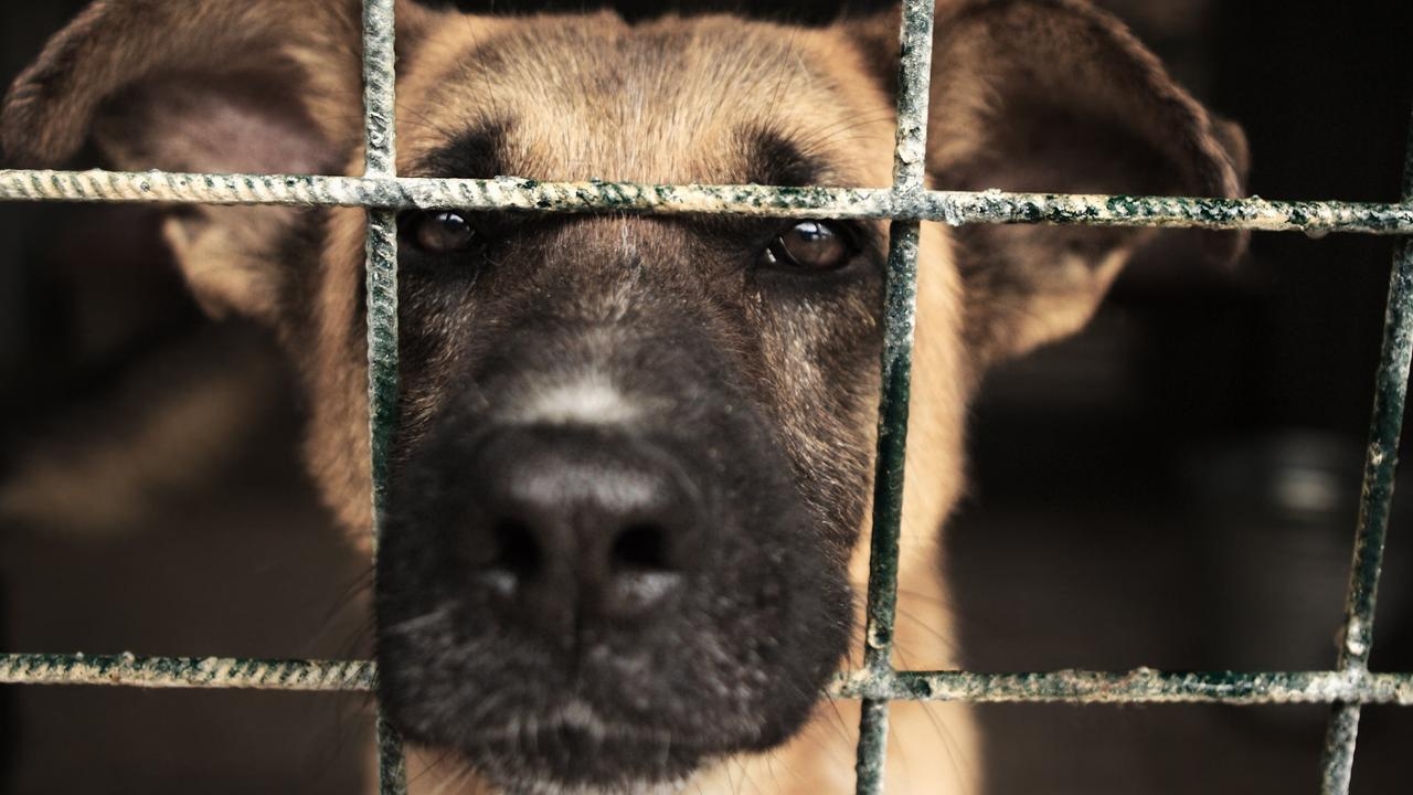 New Attorney-General Michelle Rowland called to implement national bestiality material laws