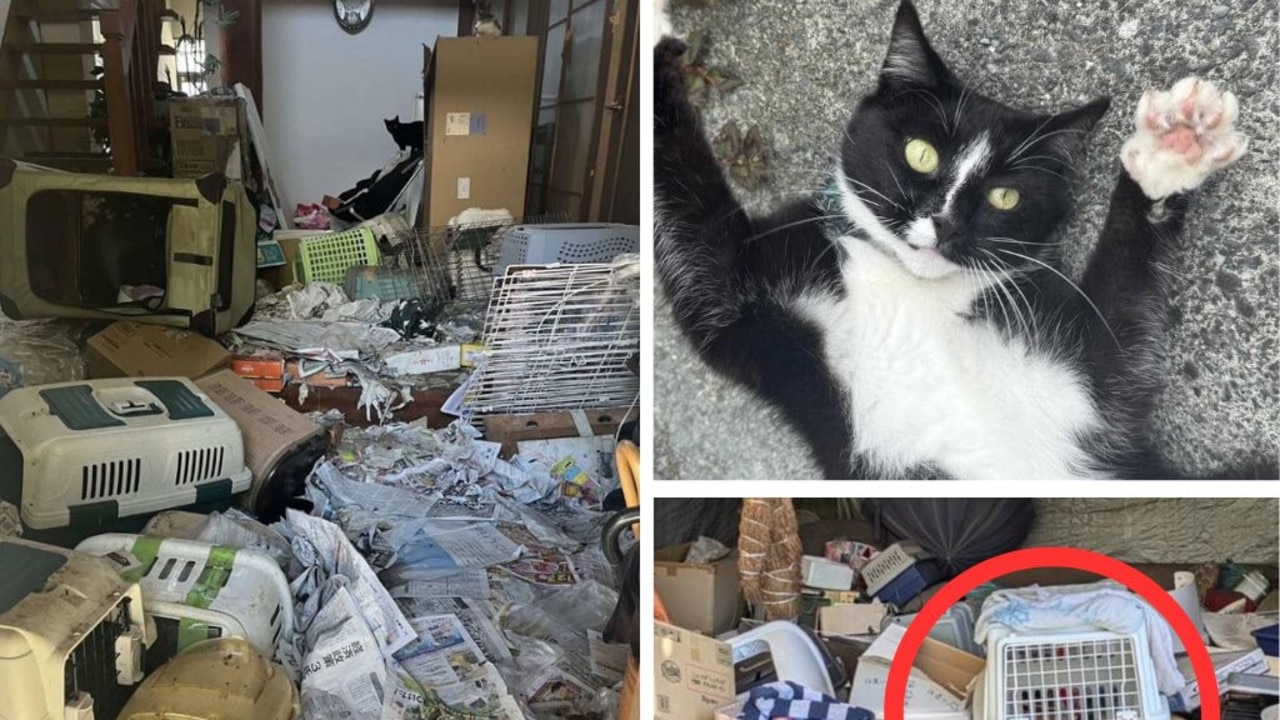 ‘Dripping': 100 dead cats found at woman's home in Japan