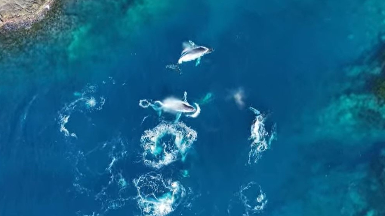 Humpbacks swim into tiny Shellharbour bay