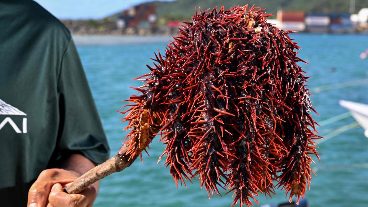 ‘Entire reef' under threat by pest on Cook Islands