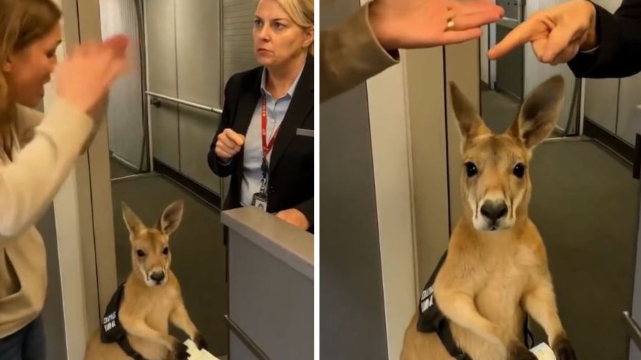 Twist after ‘support kangaroo' goes viral