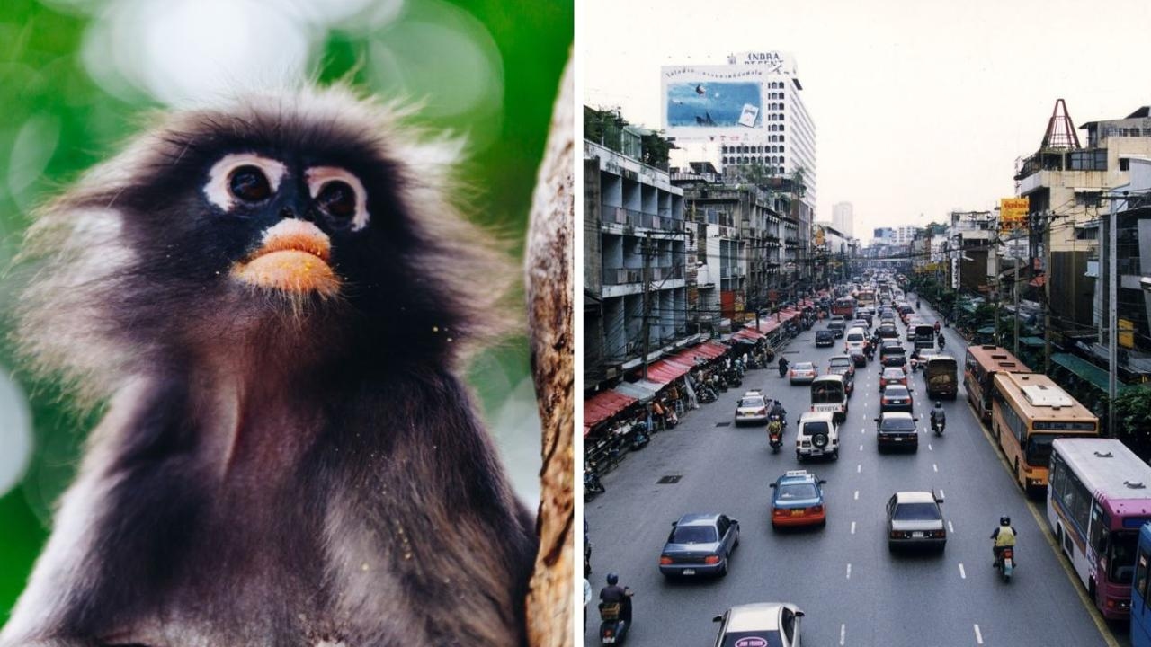 Monkey bites, stuck in gridlocked traffic, bathroom slips: Weirdest Aussie travel claims in Thailand revealed