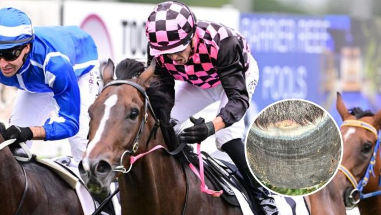 Rob Heathcote still hopeful Rothfire can recover in time for Stradbroke Handicap