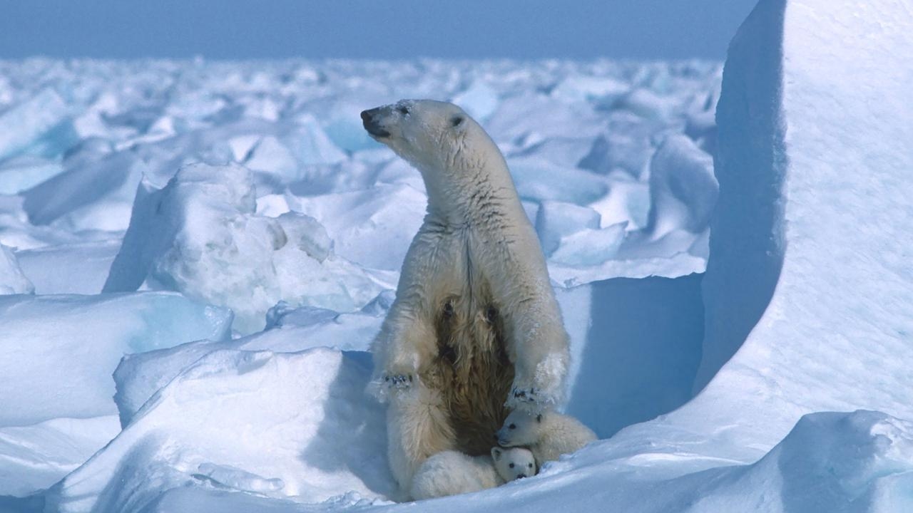 ‘No statistically significant decline': Arctic sea ice loss dramatically slows since 2005
