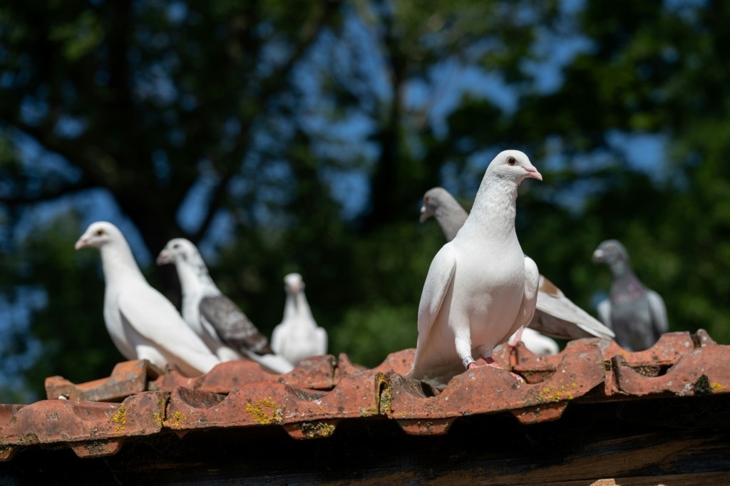 France's military pigeons race in memory of brave predecessors