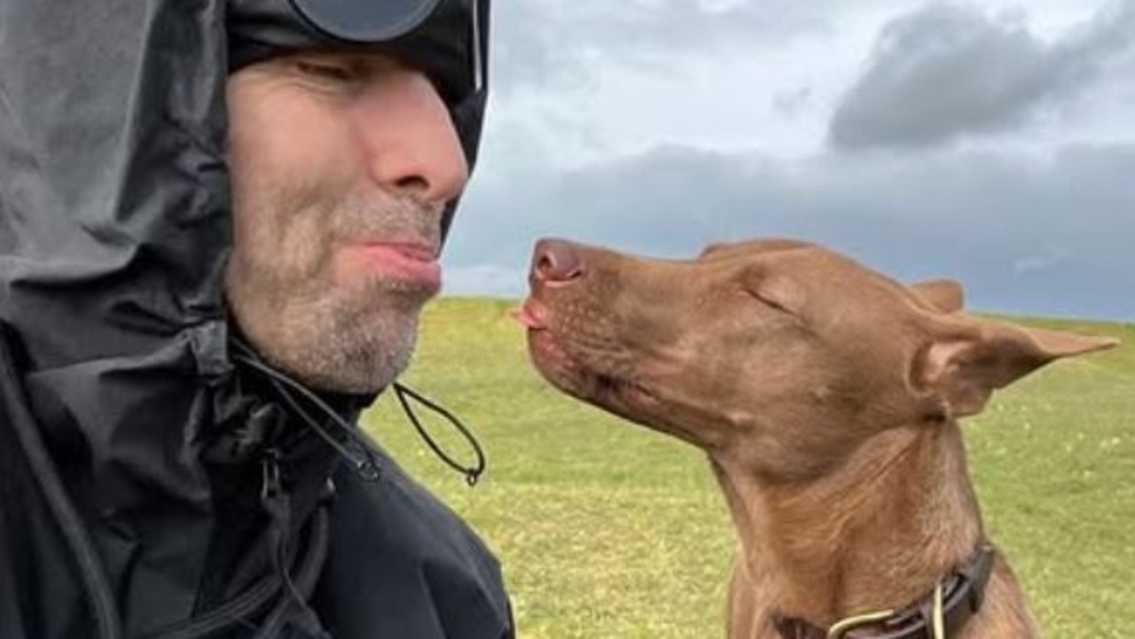 How tragic Tina melted hearts around the world, inspired rocker Liam to adopt a pup and made a hospital for dogs happen