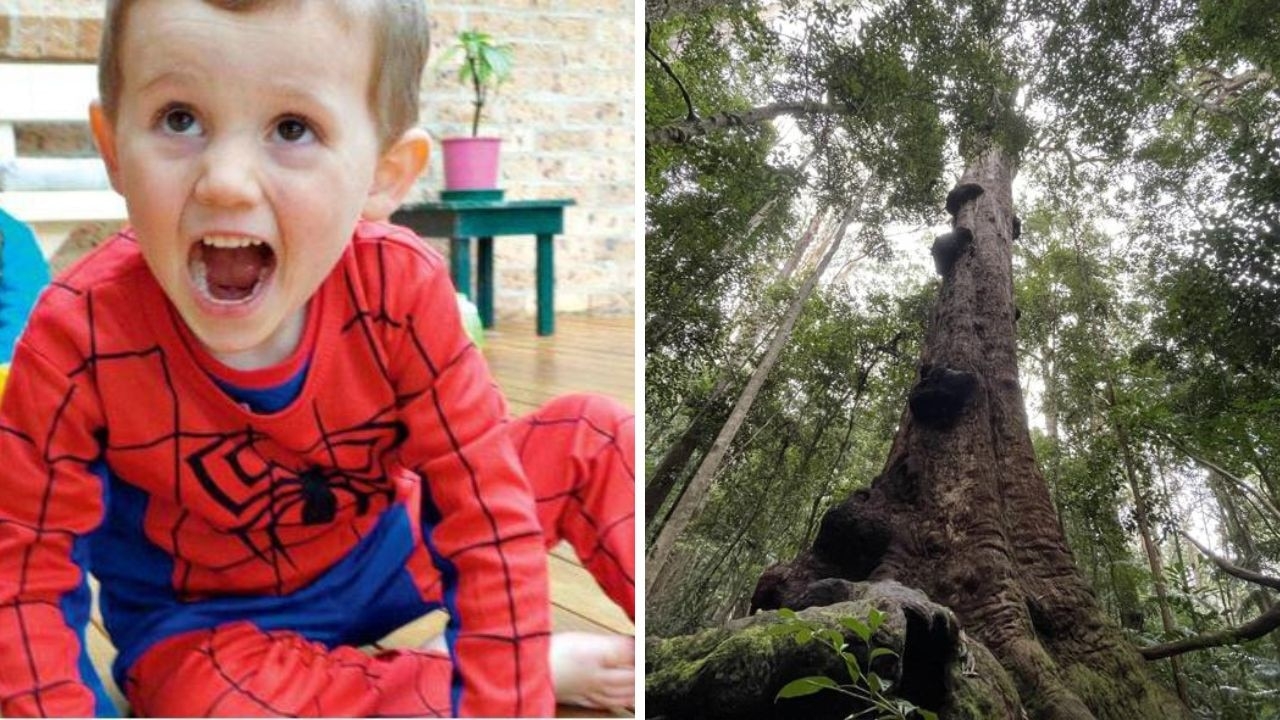 William Tyrrell is buried near well-known tree 20 minutes from where he went missing, according to disputed new claims