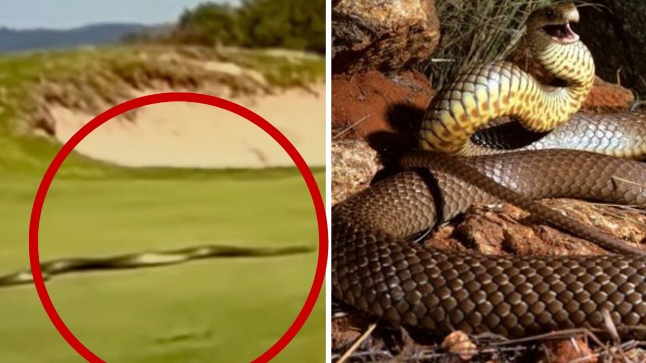 Massive brown snake slithers across golf course