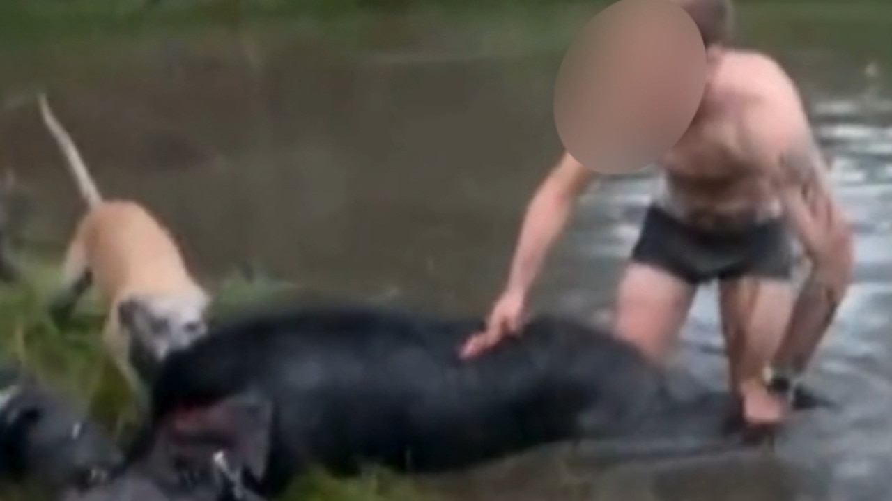 ‘Suffered prolonged distress': Sickening footage of pigs mauled by dogs leads to $52k fines