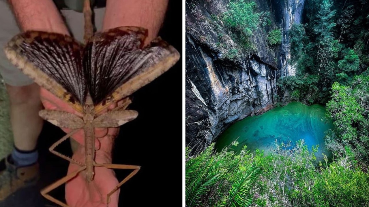 New ‘super-sized' insect species discovered in Qld rainforest
