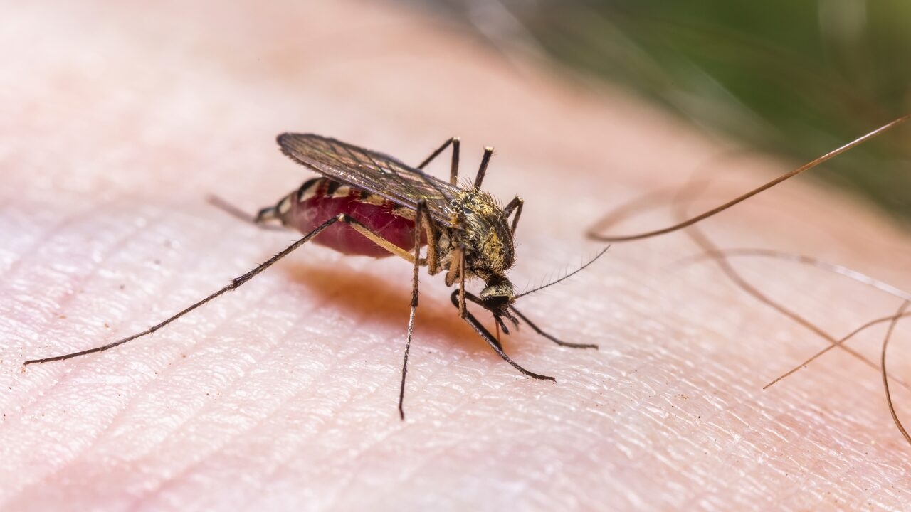 Island's phase 2a/b dengue results in May