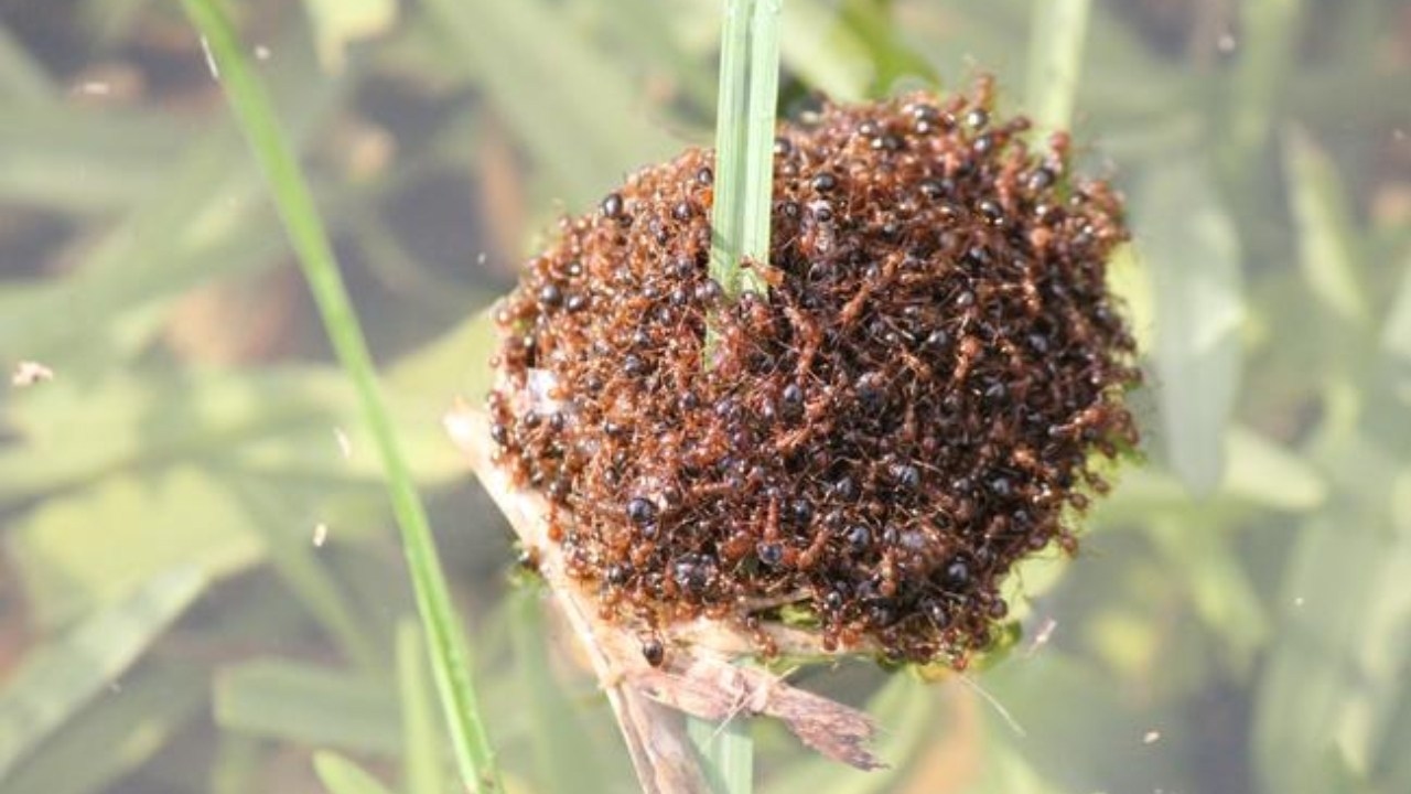 ‘Corporate carelessness': Invasive Species Council blasts an unknown operator for transporting fire ants across central Queensland
