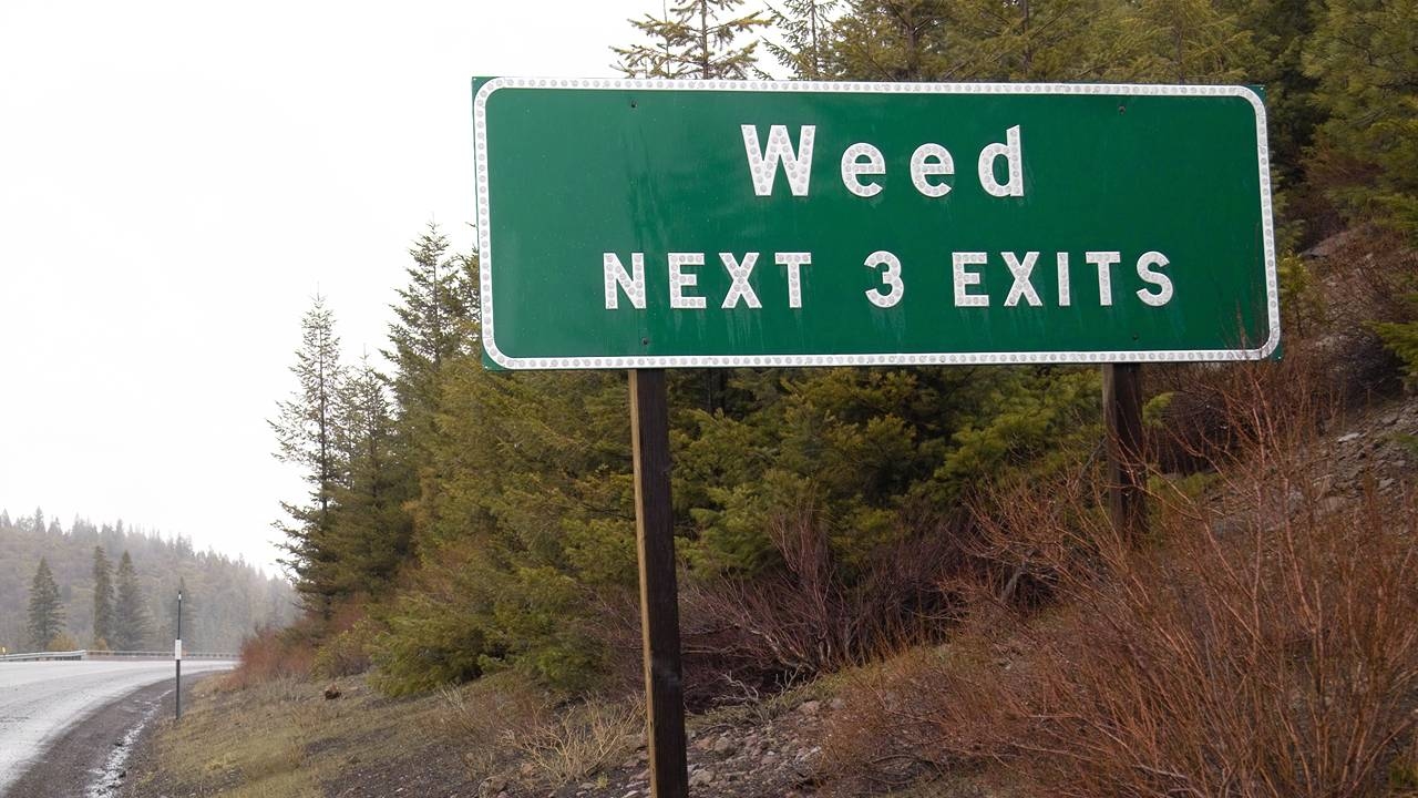 Biocurious: The cannabis stocks that stand out in a field of weeds