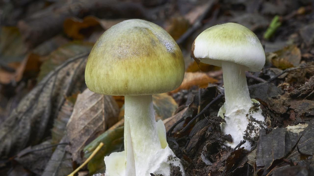 Health bosses warn Victorians against picking wild poisonous mushrooms
