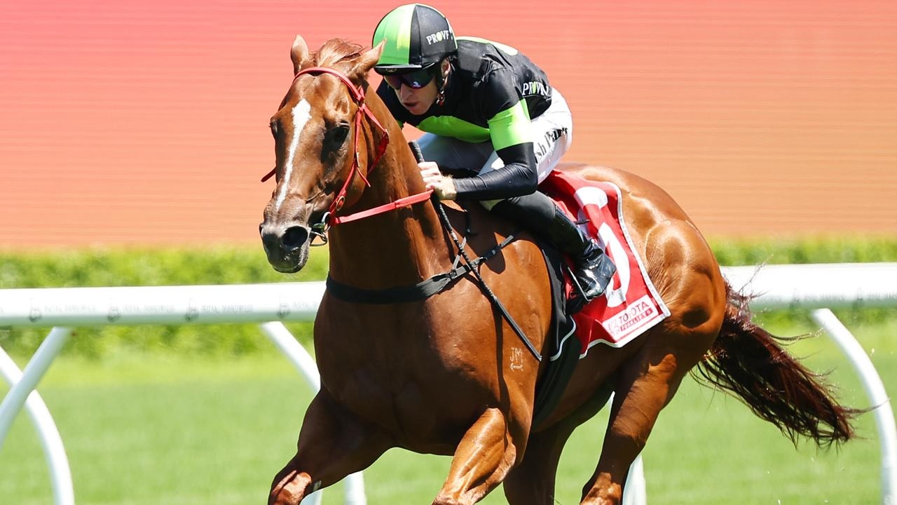 Summer find Accredited on ‘target' for Gosford return