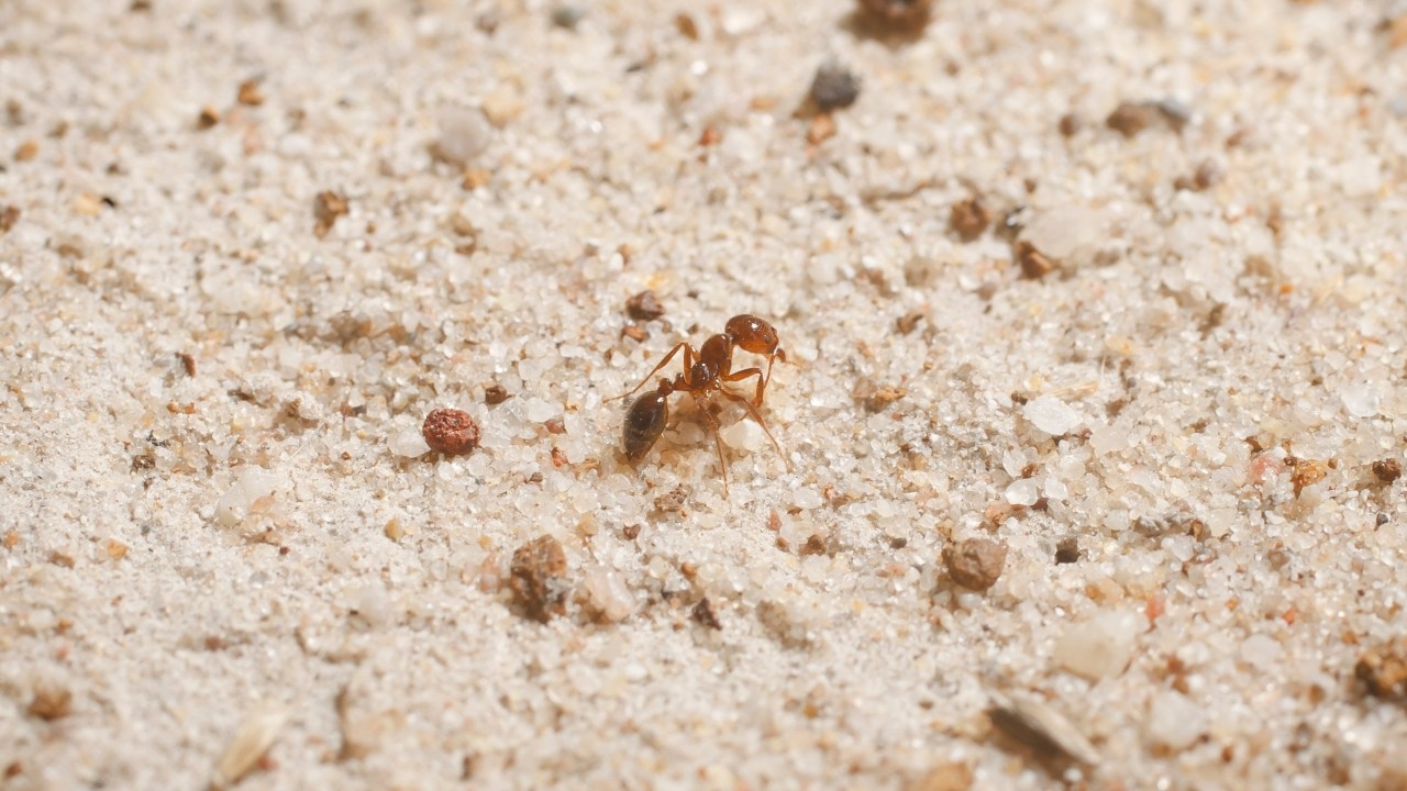 Fire ant invasion spreads south as farmers and scientists call on federal and NSW governments for more help eradicating the threat